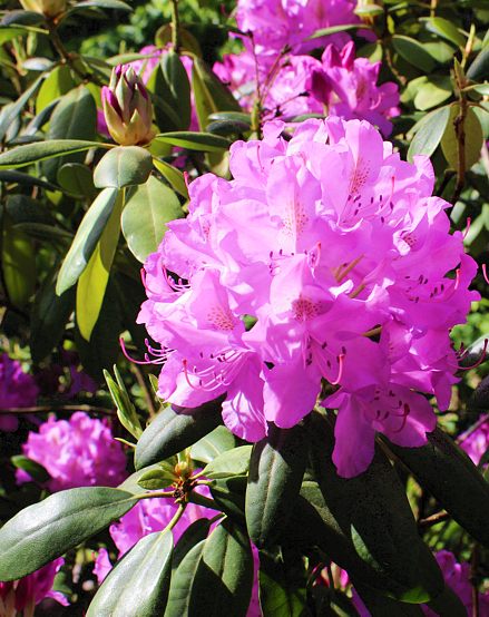 Urlaub im Haus Willmann in Zarten im Schwarzwald Urlaub im Haus Willmann in Zarten im Schwarzwald